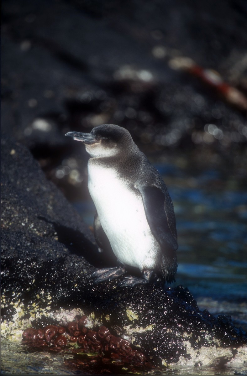 Galapagos Penguin - ML525176251