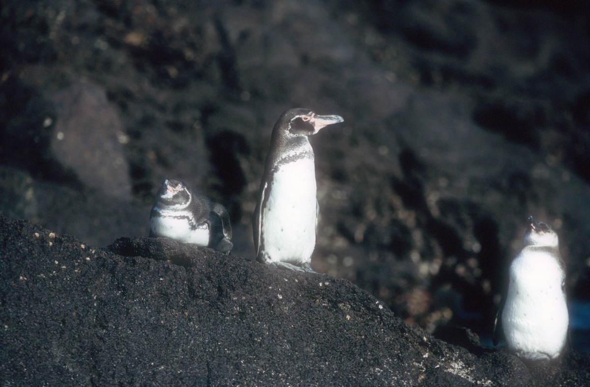 Galapagos Penguin - ML525176271