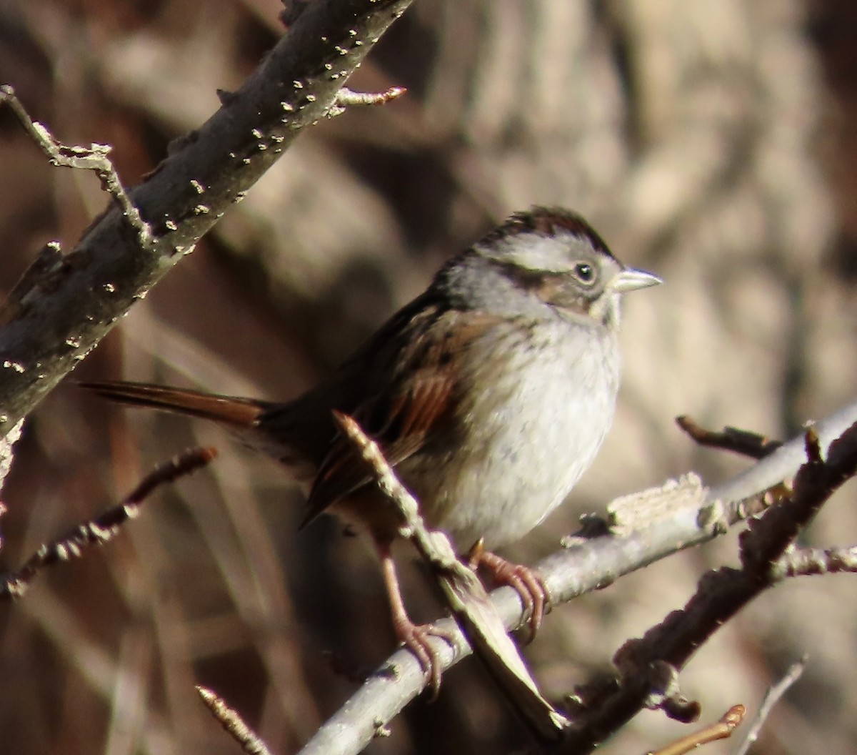 Swamp Sparrow - ML525177011