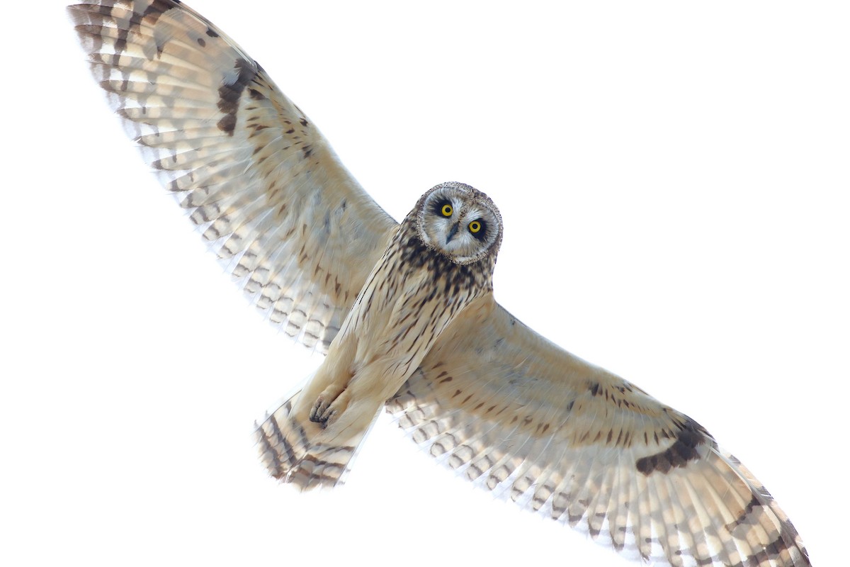 Short-eared Owl - Seth Beaudreault