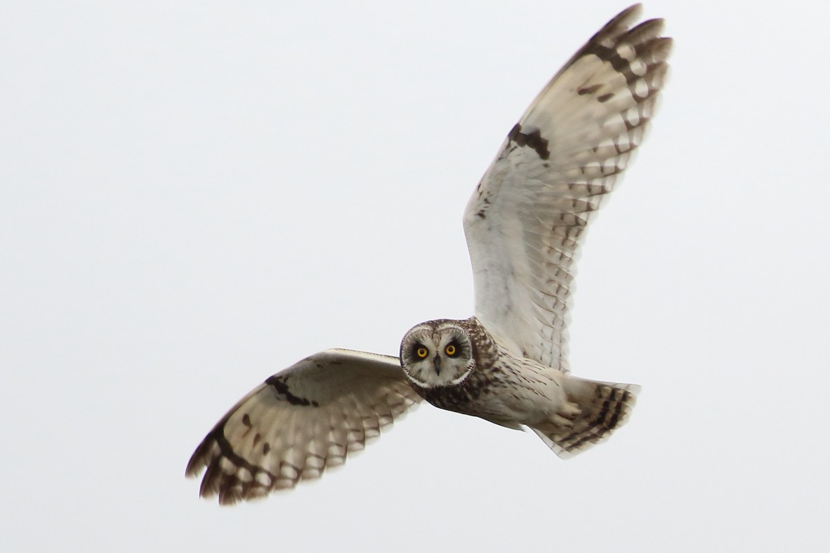 Short-eared Owl - ML525179061