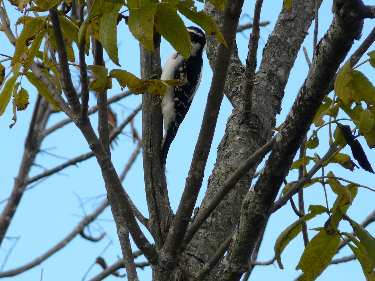Hairy Woodpecker - ML52518221