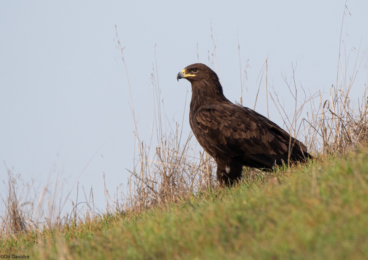 Greater Spotted Eagle - Ori Davidor