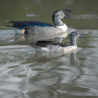 Knob-billed Duck, ML525186601
