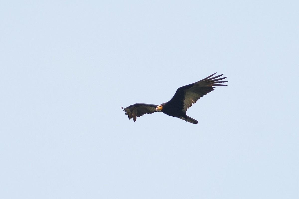 Greater Yellow-headed Vulture - Darren Clark