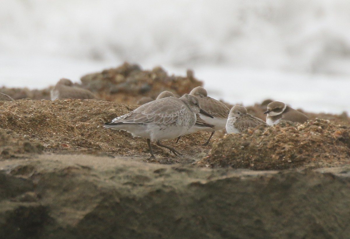 Red Knot - ML525190221