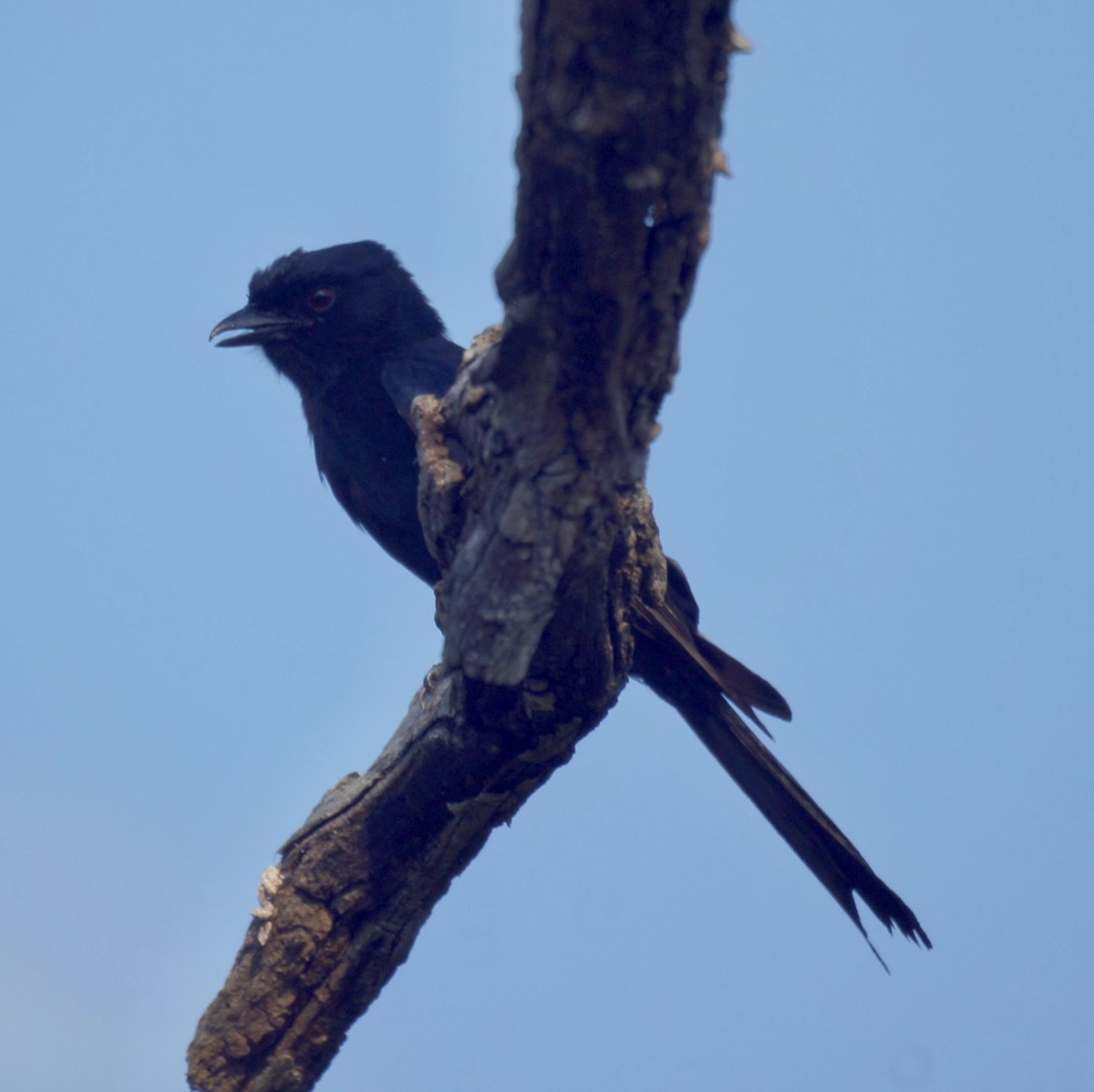 Fork-tailed Drongo - ML525191961