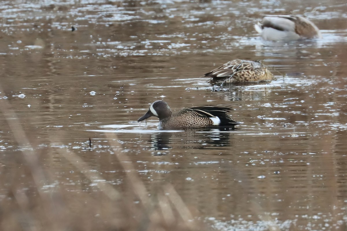 Blue-winged Teal - ML525195271