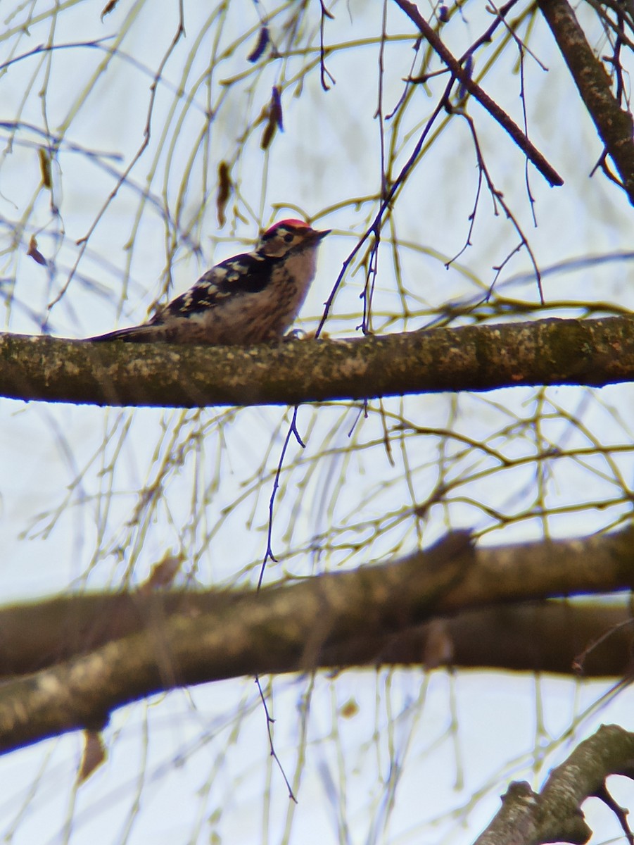Lesser Spotted Woodpecker - ML525200541