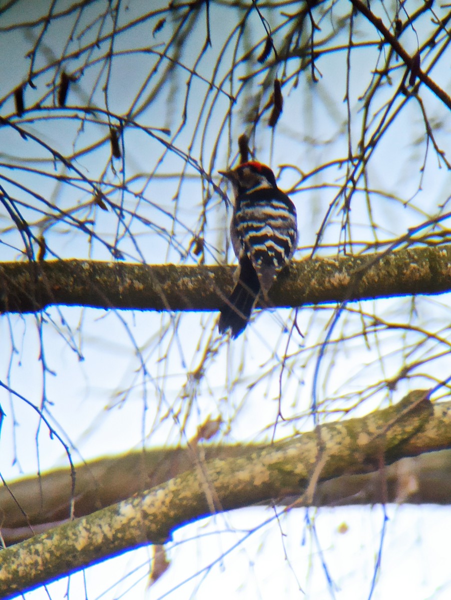 Lesser Spotted Woodpecker - Tomáš Kedzior