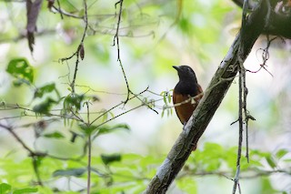  - Cocha Antshrike