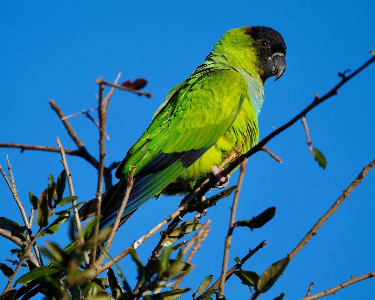 eBird Brasil Checklist 17 Jan 2023 The Celery Fields 50 species