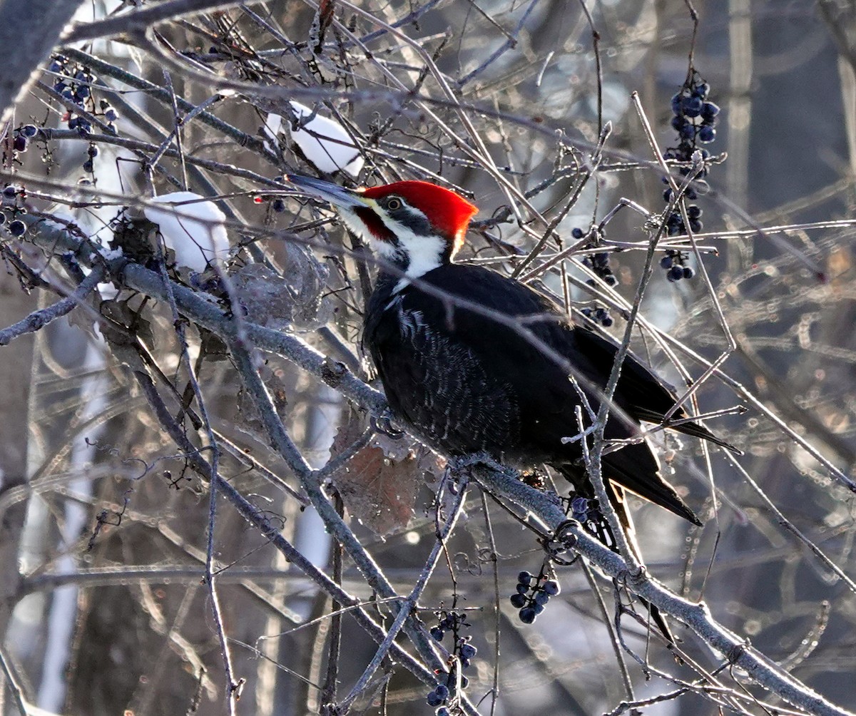 eBird Checklist 17 Jan 2023 RN du BoiséPapineau 13 species
