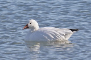Snow Goose, ML525209751