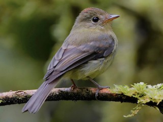  - Orange-crested Flycatcher