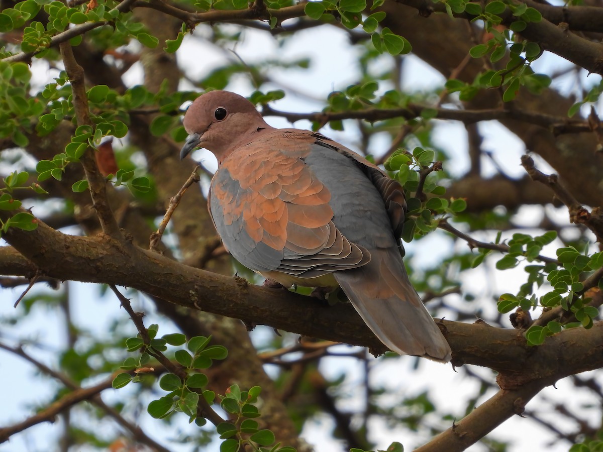 Laughing Dove - ML525213291