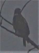Red-tailed Hawk - ML525216851