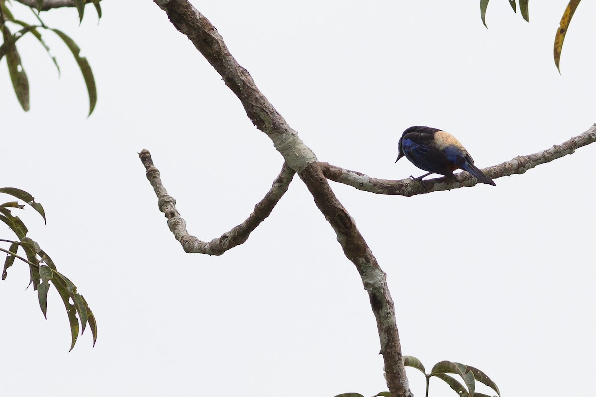 Opal-rumped Tanager - ML52521701