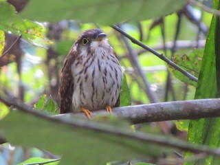  - Moustached Hawk-Cuckoo