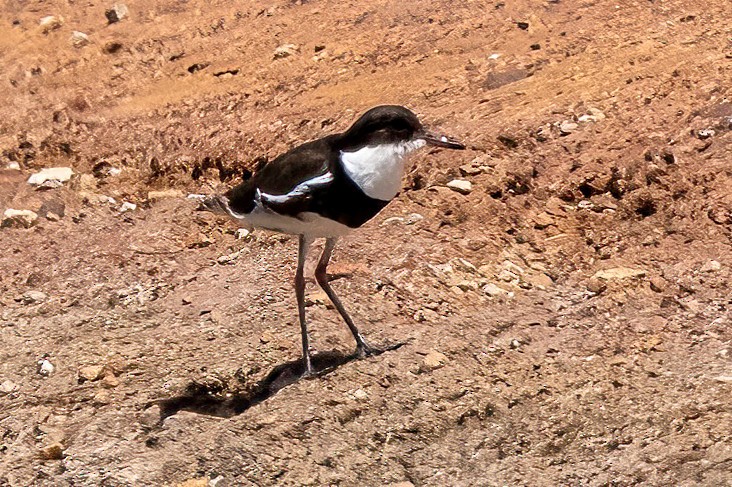 Red-kneed Dotterel - ML525224271