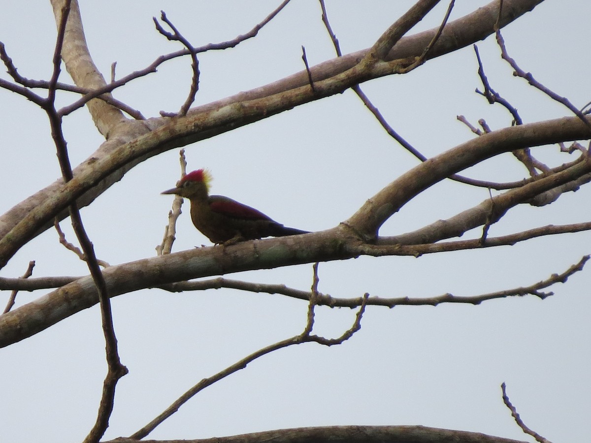 Crimson-winged Woodpecker - ML52522471