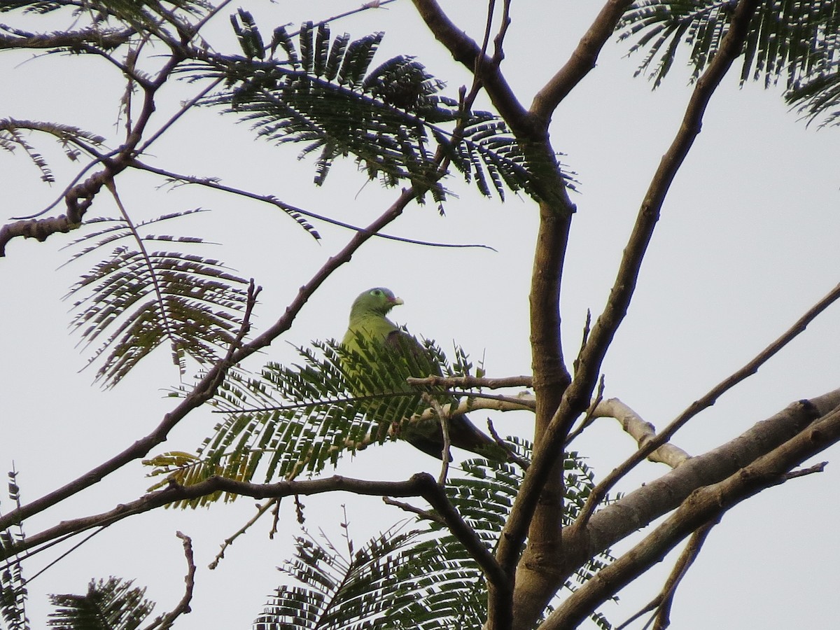 Thick-billed Green-Pigeon - Tom Wheatley