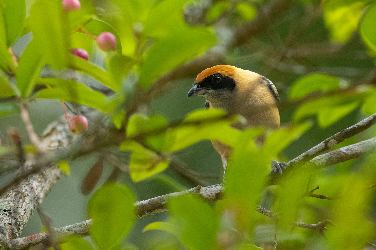 Burnished-buff Tanager (Rufous-crowned) - ML525226621
