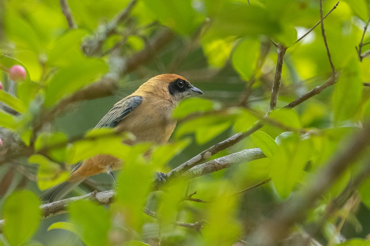 Burnished-buff Tanager (Rufous-crowned) - ML525226631