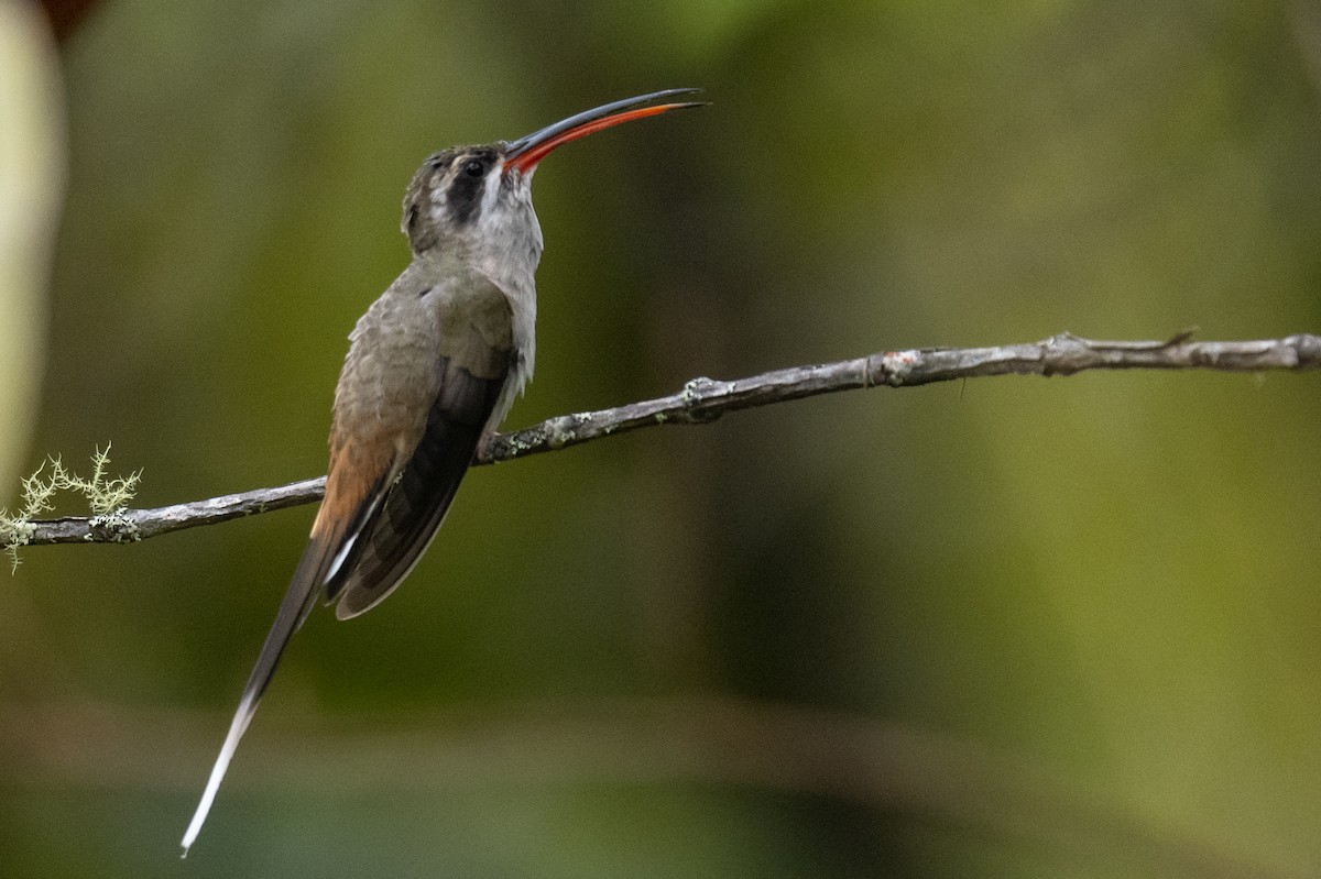 Sooty-capped Hermit - ML525227231