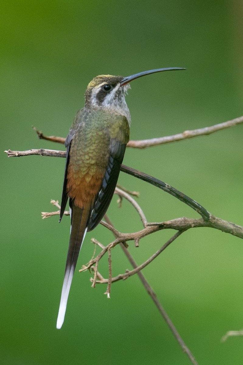 Sooty-capped Hermit - ML525227241