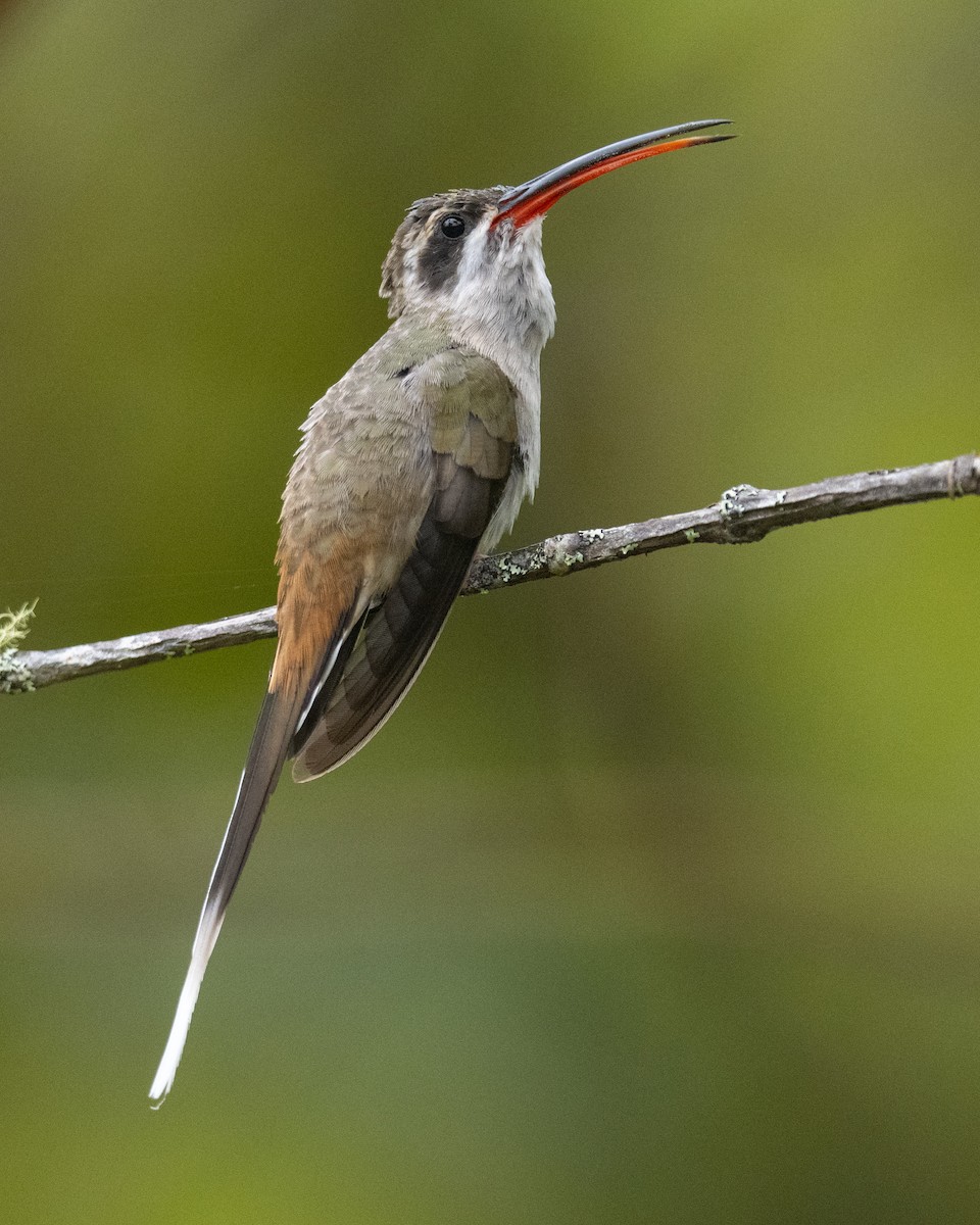 Sooty-capped Hermit - ML525227261