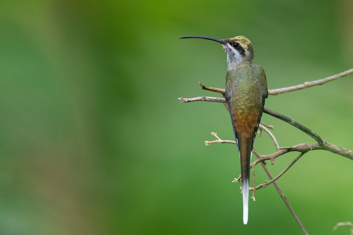 Sooty-capped Hermit - ML525227281