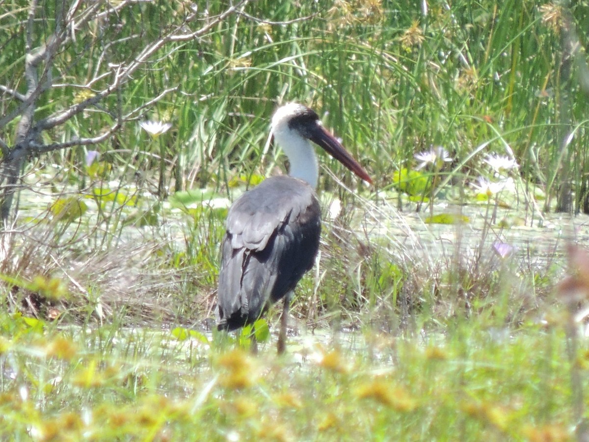 African Woolly-necked Stork - ML525233171