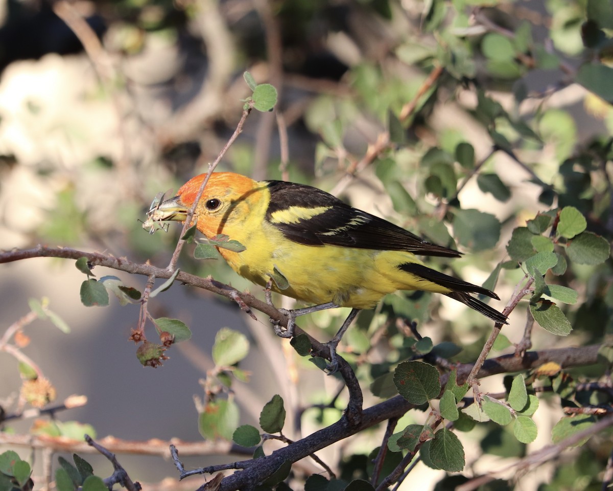 Western Tanager - ML525233881