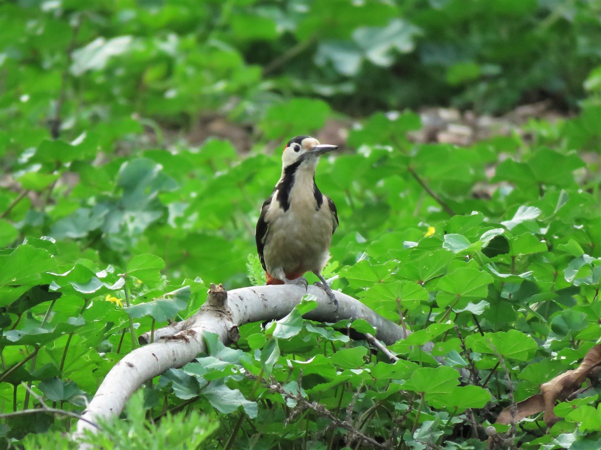 Syrian Woodpecker - ML525234391