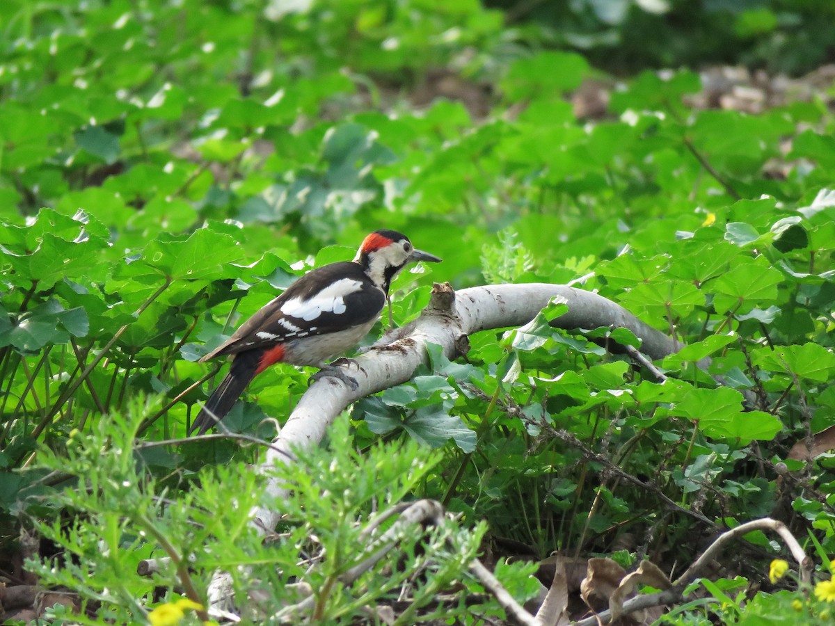Syrian Woodpecker - ML525234531