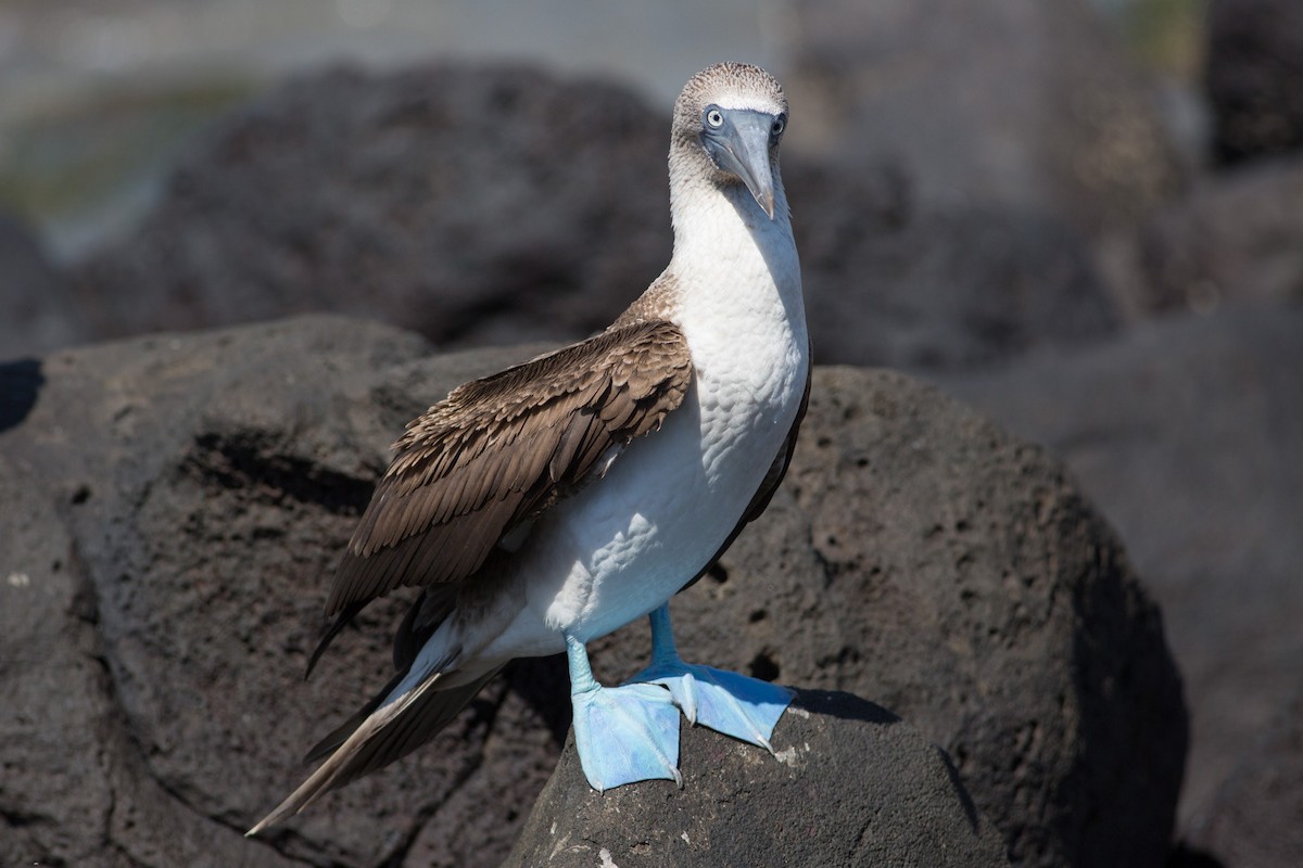 Blue-footed Booby - ML52523571