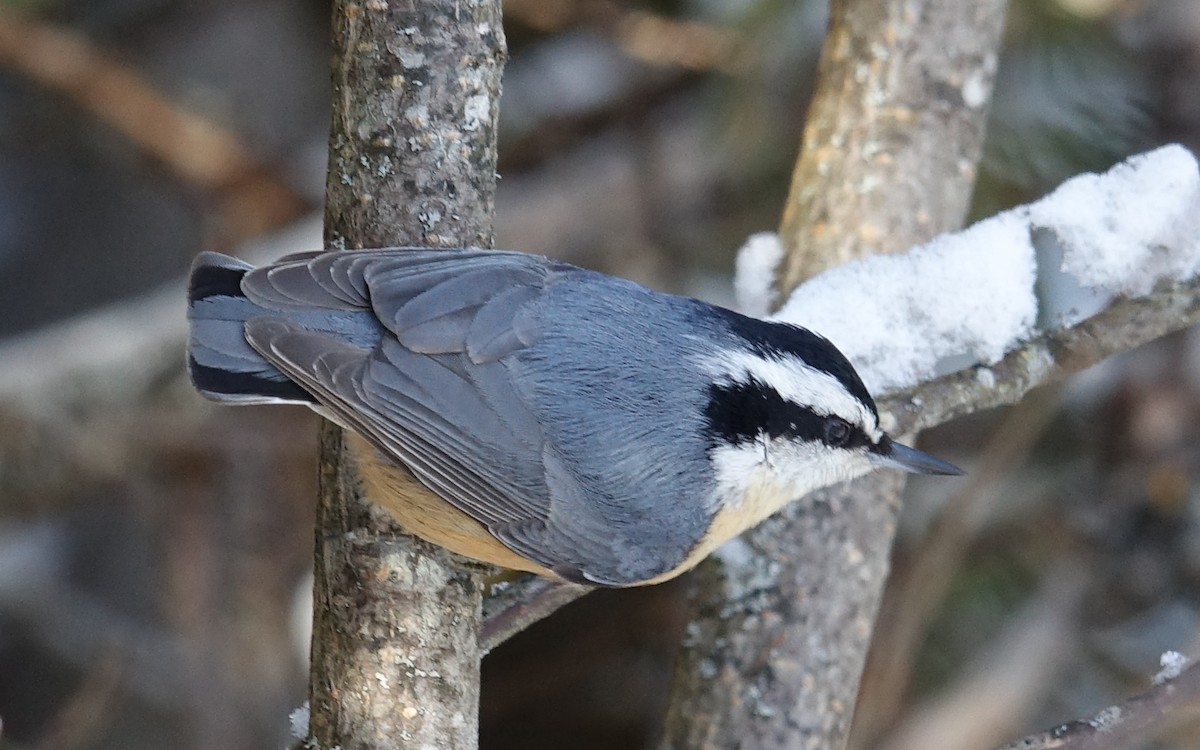 Red-breasted Nuthatch - ML525236111