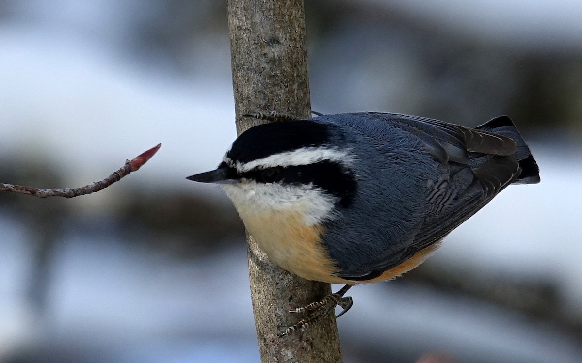 Red-breasted Nuthatch - ML525236121