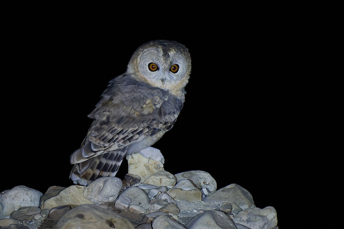 Desert Owl - ML525236171