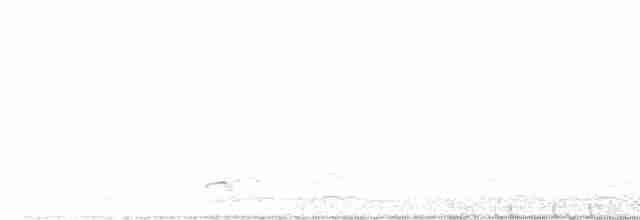 husa sněžní - ML525236611