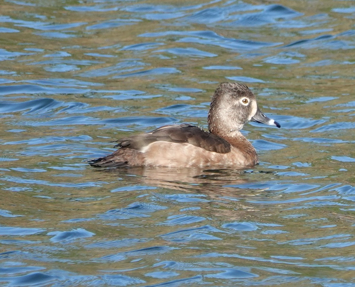 Ring-necked Duck - ML525238561