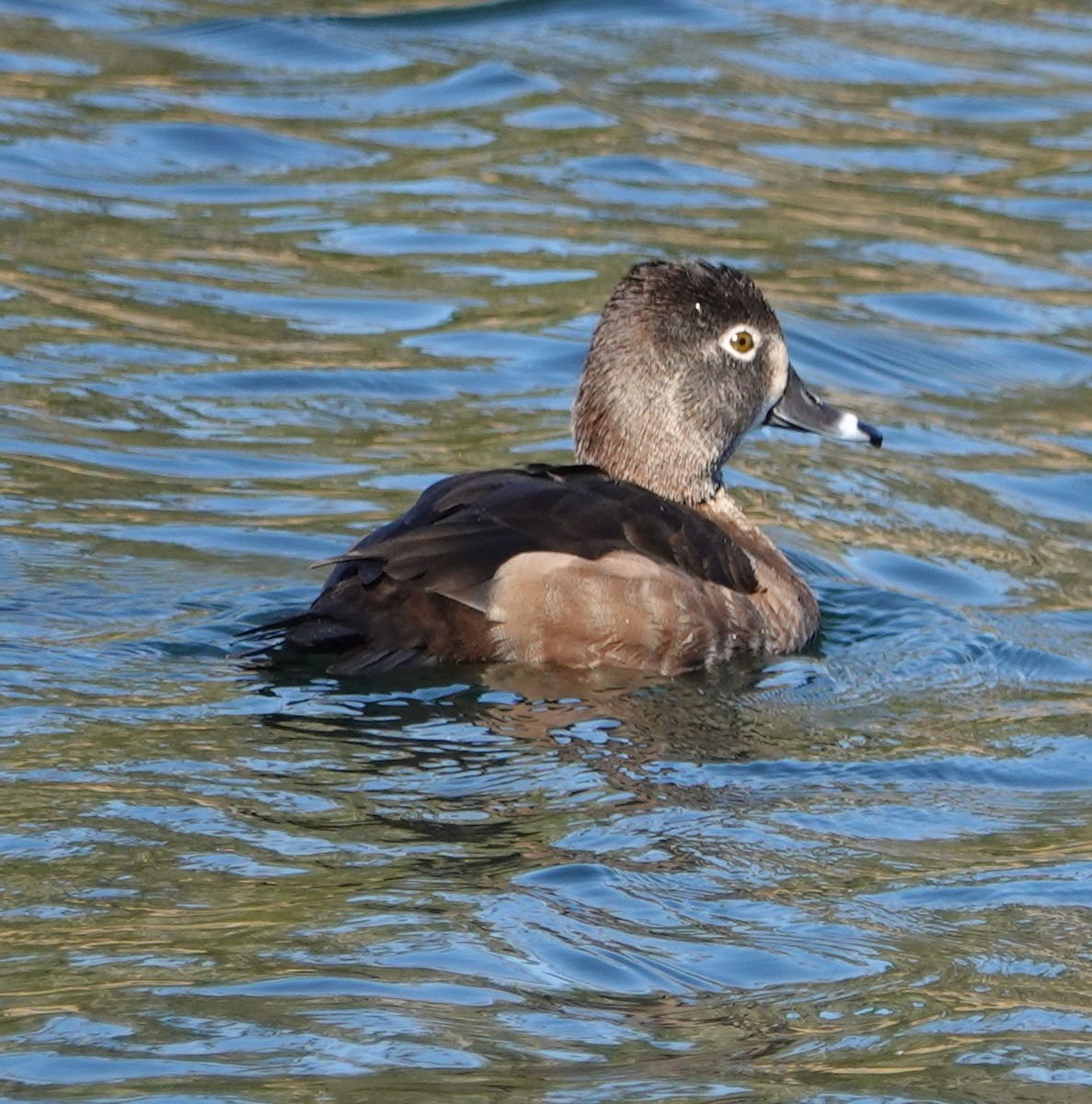 Ring-necked Duck - ML525238571