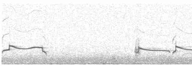 Black-bellied Plover - ML525239931