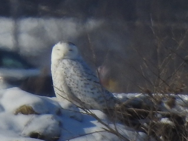 Snowy Owl - ML525240551