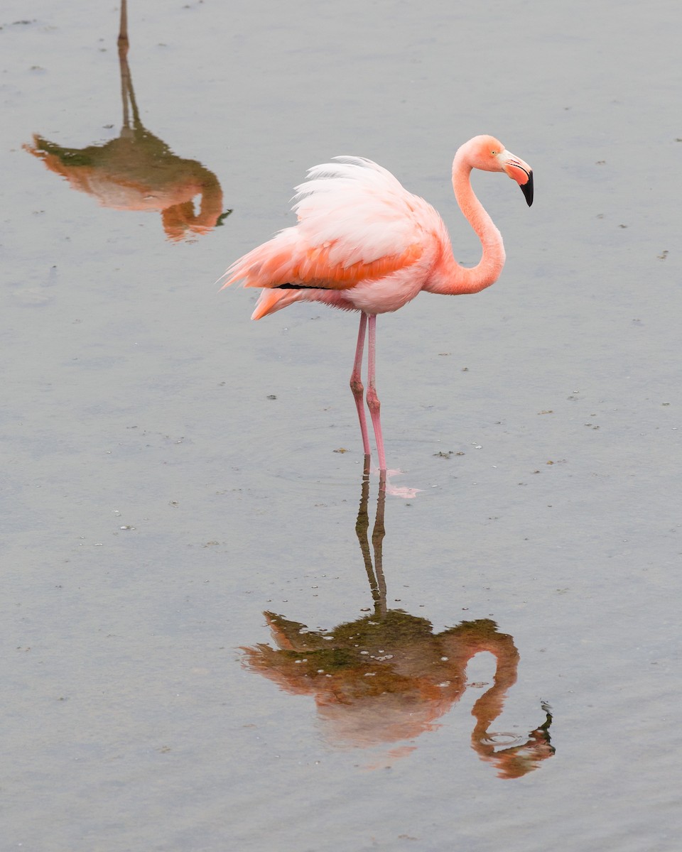 Amerika Flamingosu - ML52524131