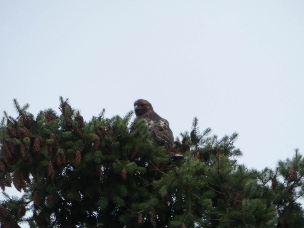 Red-tailed Hawk - ML525241381