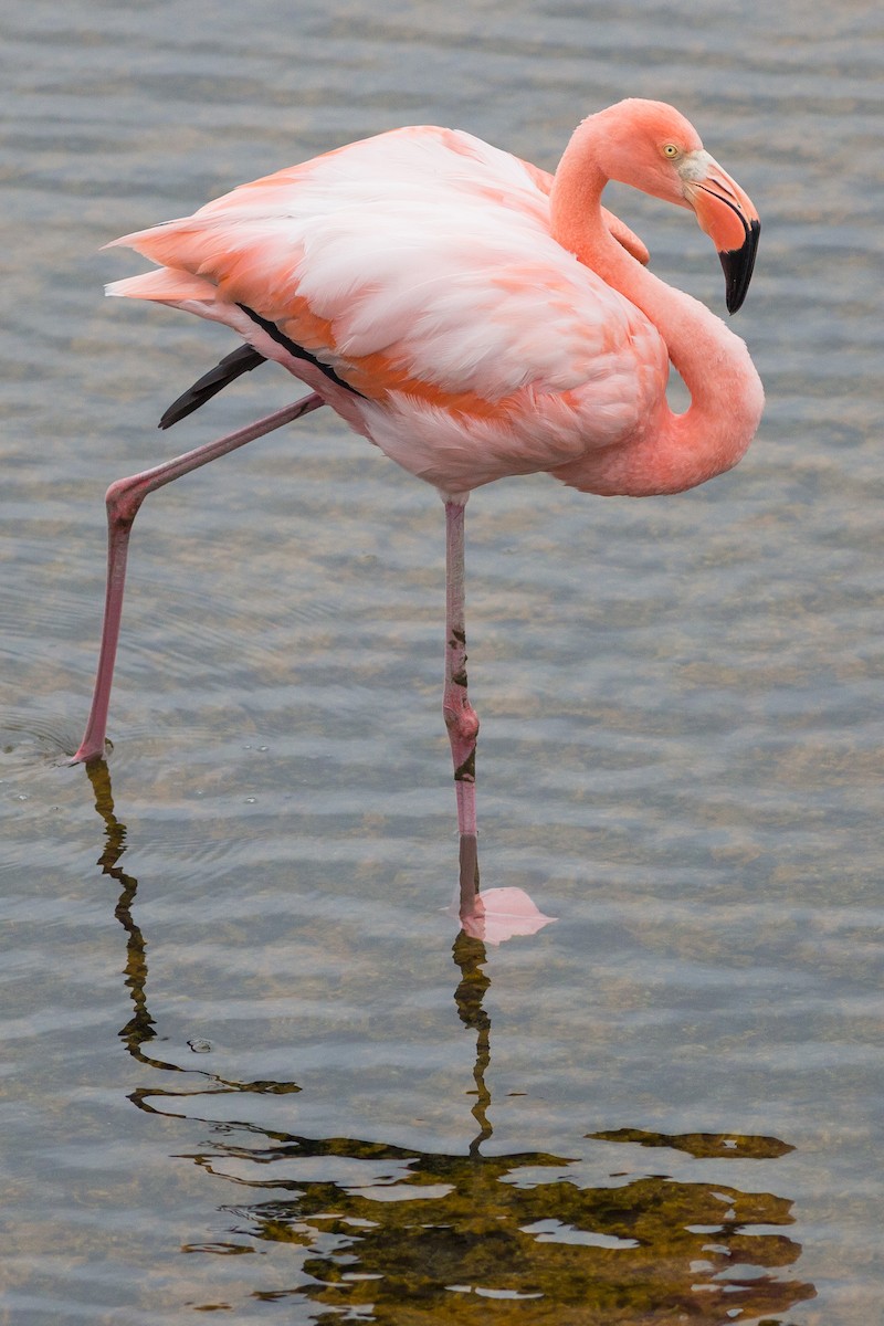 American Flamingo - Darren Clark