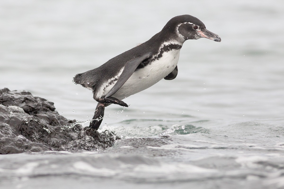 Galapagos Penguin - Darren Clark