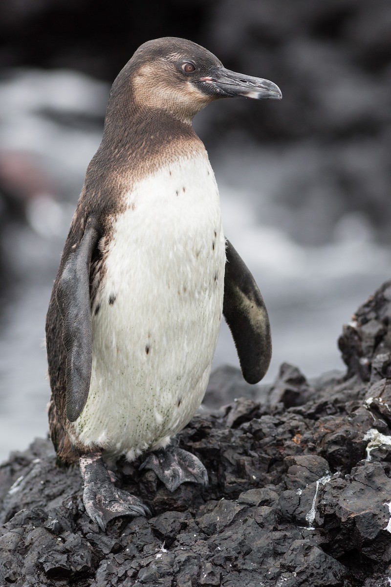 Pingüino de Galápagos - ML52524161